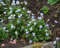 Blue buttercup-like flowers over deeply divided foliage.