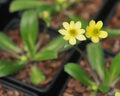Rich yellow buttercup-like flowers and lanceolate foliage