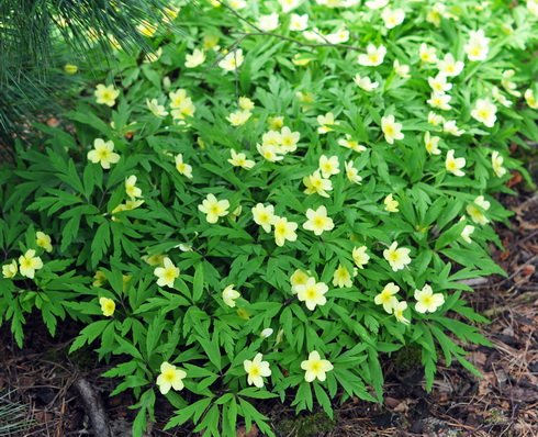 Pale sulphur yellow flowers