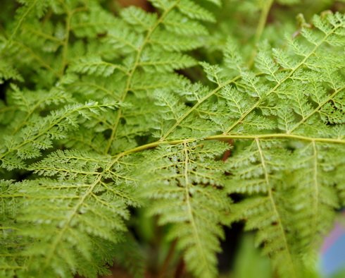 Finely dissected ferny foliage.