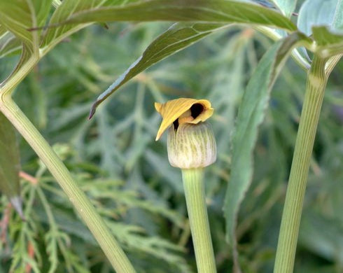 predominantly yellow tubular flowers
