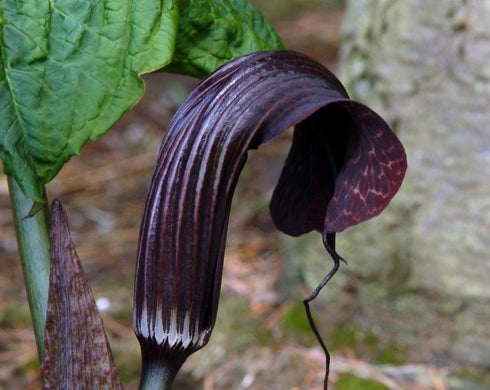 Nice big exotic looking brown hooded flowers