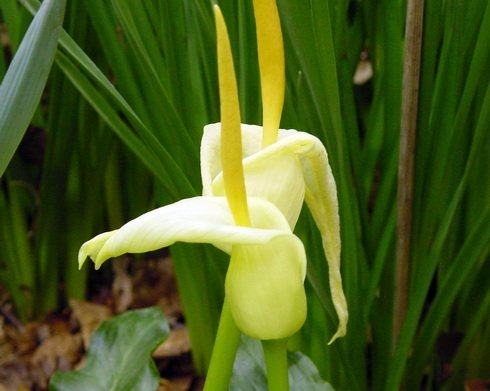 Big bright sulphur yellow spathes.
