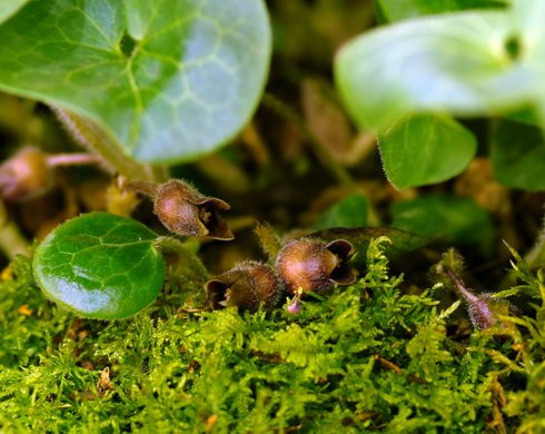 Rich green glossy foliage and numerous brown flowers.