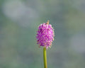 Nice mid pink flowers on erect stem.