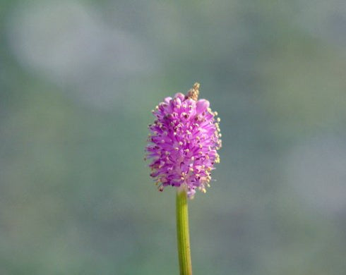 Nice mid pink flowers on erect stem.