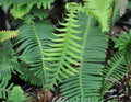 fabulous ladder type fern growing from a central woody stem