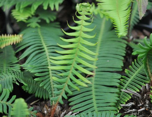 fabulous ladder type fern growing from a central woody stem