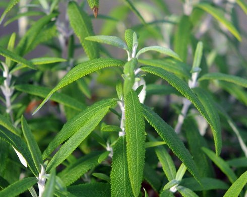 Sage green lanceolate foliage.