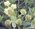 Bupleurum angulosum