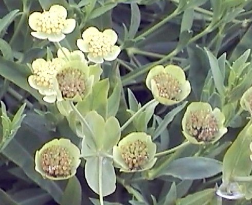 Bupleurum angulosum