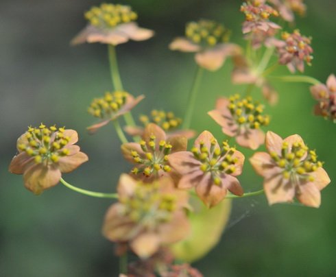 Fresh green foliage a bronzy flowers in late summer.