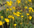 Nice yellow pouch like flowers in masses