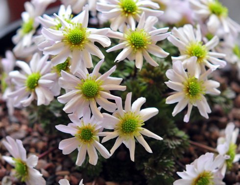 Pale pink daisy like flowers in very early spring on tight mounds.
