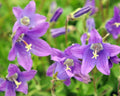 A nice lavender-blue flower and soft green foliage.