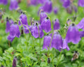 Lovely bell shaped blue flowers in masses.