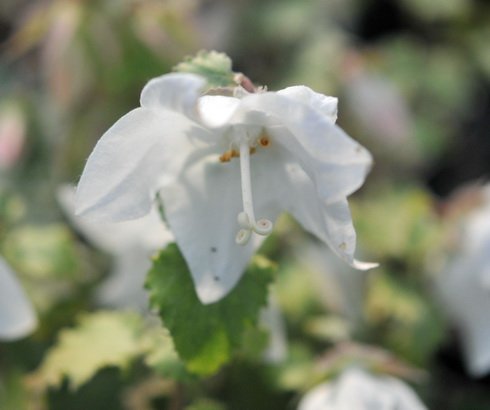 Big clean white flowers in mid summer over rich green foliage.