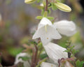 Big white flowers on rigid stems
