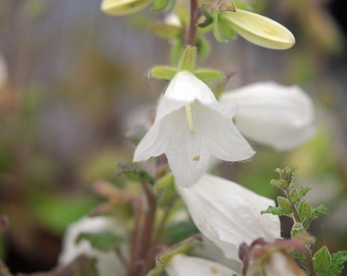 Big white flowers on rigid stems