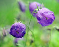 Big violet blue flowers and soft green rounded foliage.