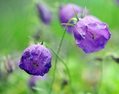 Big violet blue flowers and soft green rounded foliage.