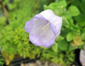 Nice big lavender purple bell-like flowers.