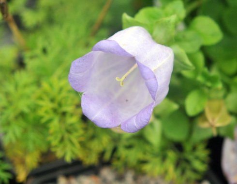 Nice big lavender purple bell-like flowers.