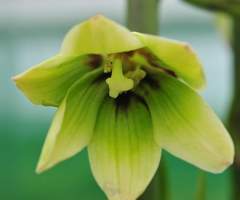 Lovely tubular creamy-green flowers.