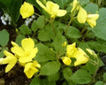 Bright canary yellow cup shaped flowers