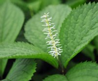 Chloranthus japonicus