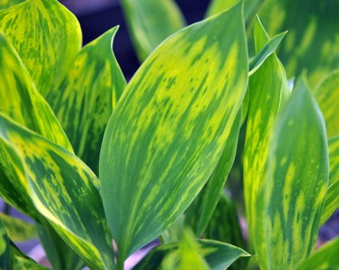 Deep green leaves with irregular creamy markings.