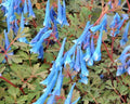Rich blue tubular flowers in bunches over bluish foliage.