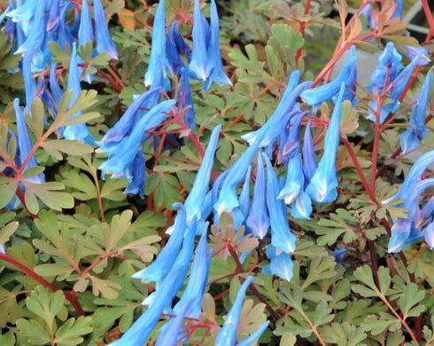 Rich blue tubular flowers in bunches over bluish foliage.