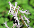 A plant with lilac or lavender flowers.
