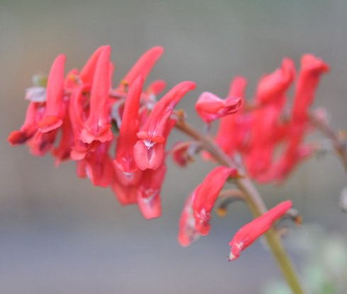 Flame red flowers in terminal bunches
