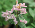 Lovely pale pinkish tubular flowers.