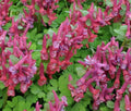 Dusky red flowers in abundance