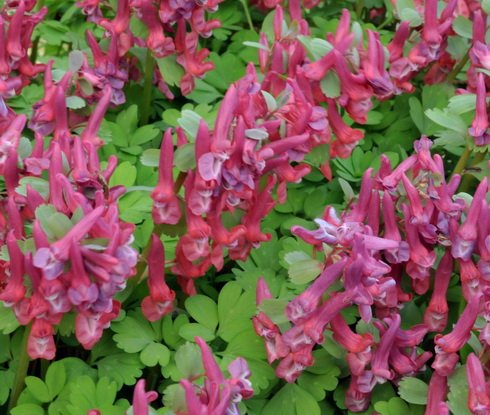 Dusky red flowers in abundance