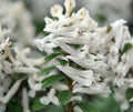 Beautiful clean white flowers in dense spikes
