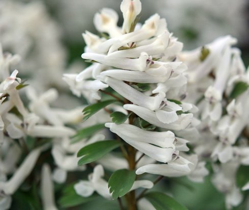 Beautiful clean white flowers in dense spikes