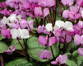 Pink flowers in shades above marbled foliage