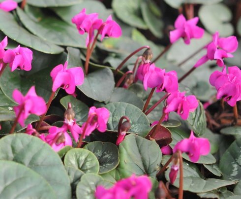 Ruby red flowers over deep green foliage