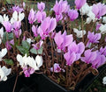 White to pink flowers and a solid silvery leaf.