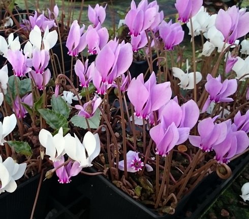 White to pink flowers and a solid silvery leaf.
