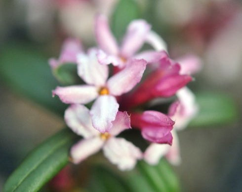 Nice pink scented flowers.
