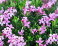 Nice strong pink highly scented flowers and rich green foliage.