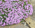 A very compact plant with short flower stems carrying pink flowers.