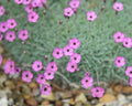 Dainty rich pink rounded flowers over bluish foliage