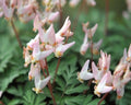 White flowers with a pinkish hue over grey finely cut foliage
