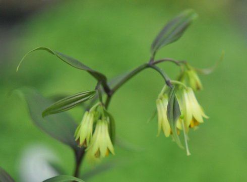 Creamy green tubular flowers